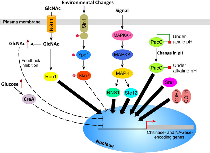 Figure 4