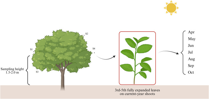 Figure 1