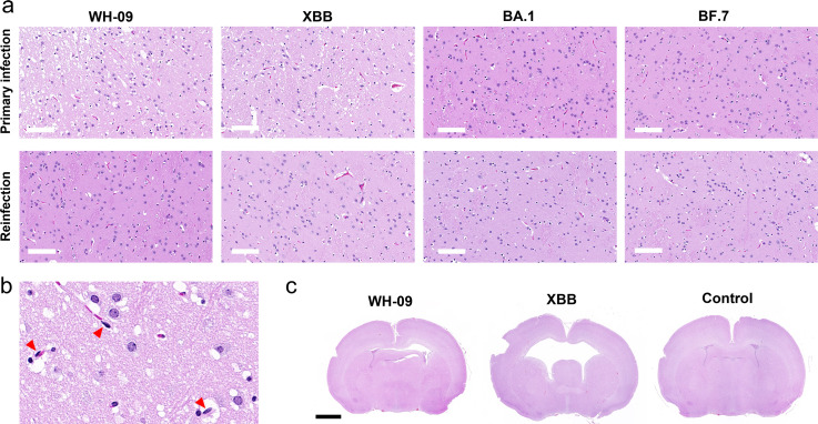 Fig 6