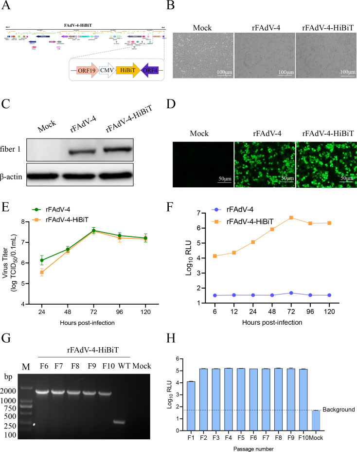 Fig 4