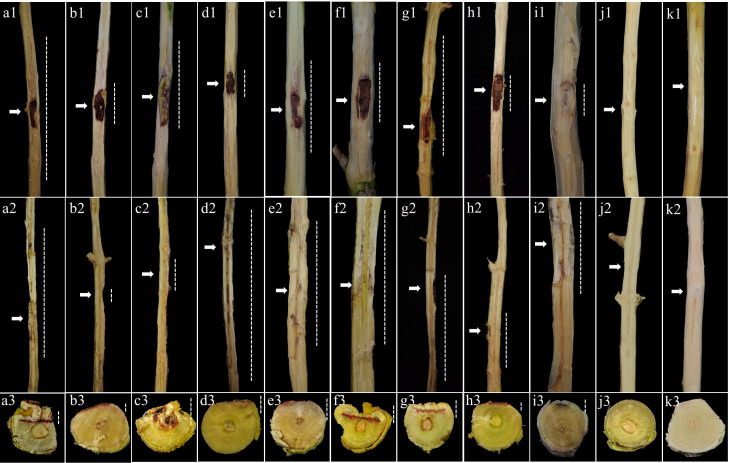 Fig 7