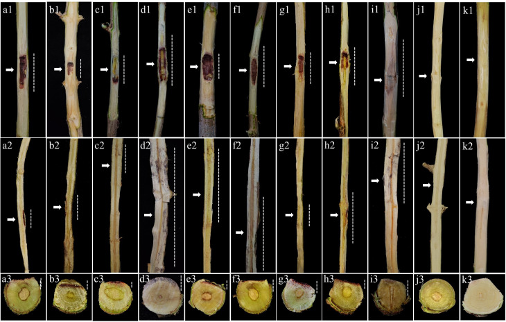 Fig 8