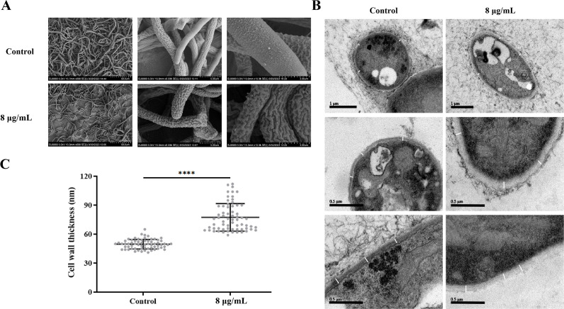 Fig 8
