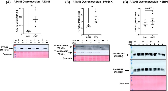 Fig. 3