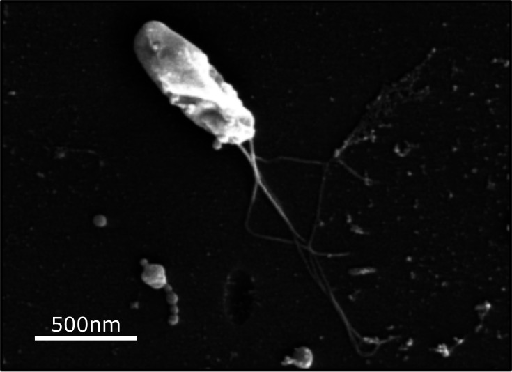 Fig. 1