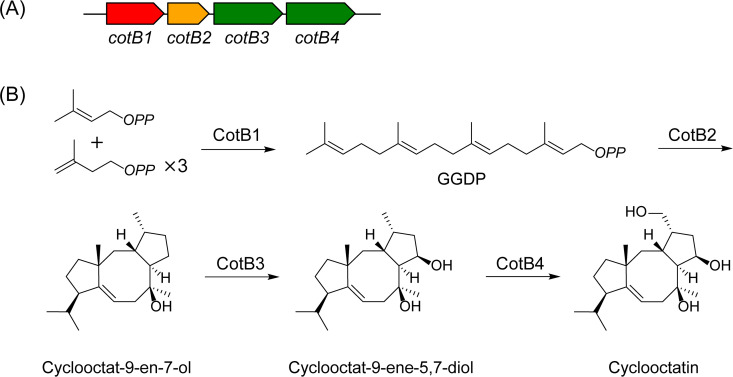 Fig 11