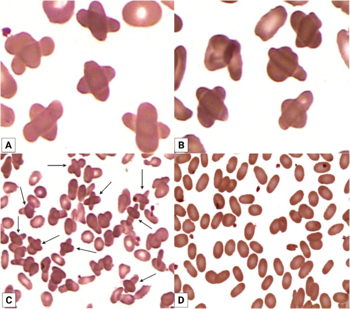 FIGURE 1