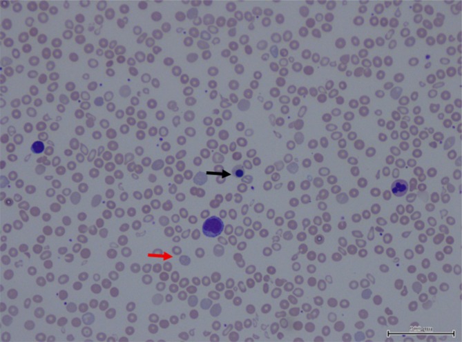 FIGURE 2