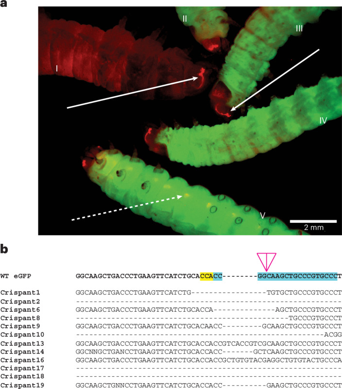 Figure 4