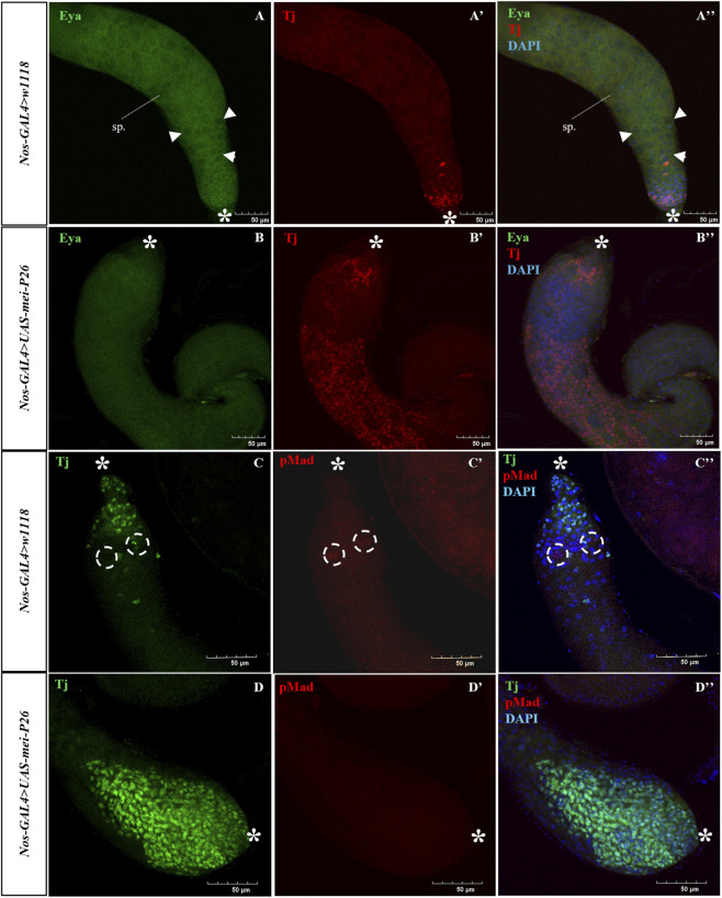 FIGURE 3