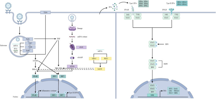 FIGURE 2