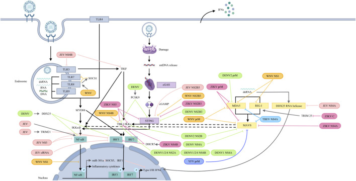 FIGURE 3