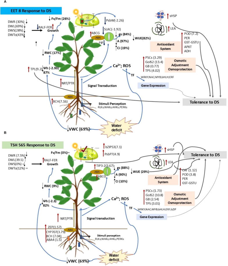 Figure 7
