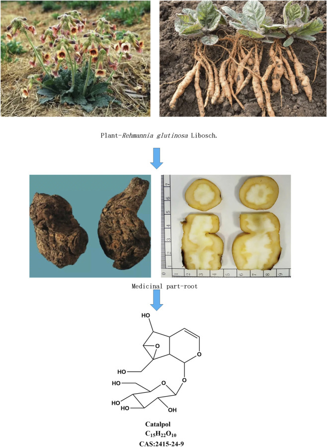 FIGURE 1