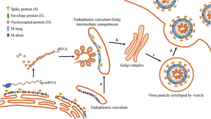 FIGURE 4