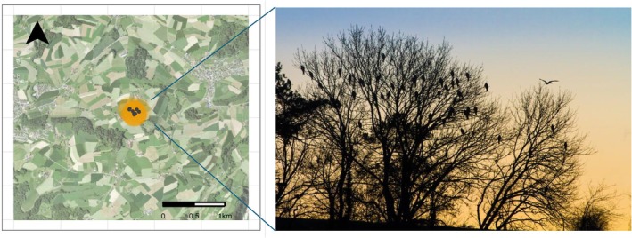 FIGURE 1