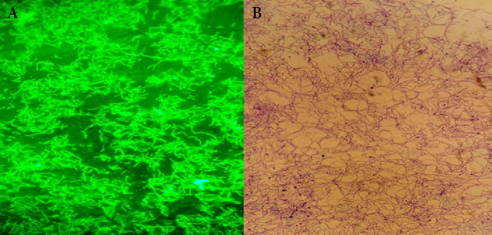Figure 2A