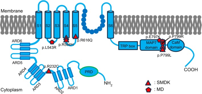 FIGURE 2