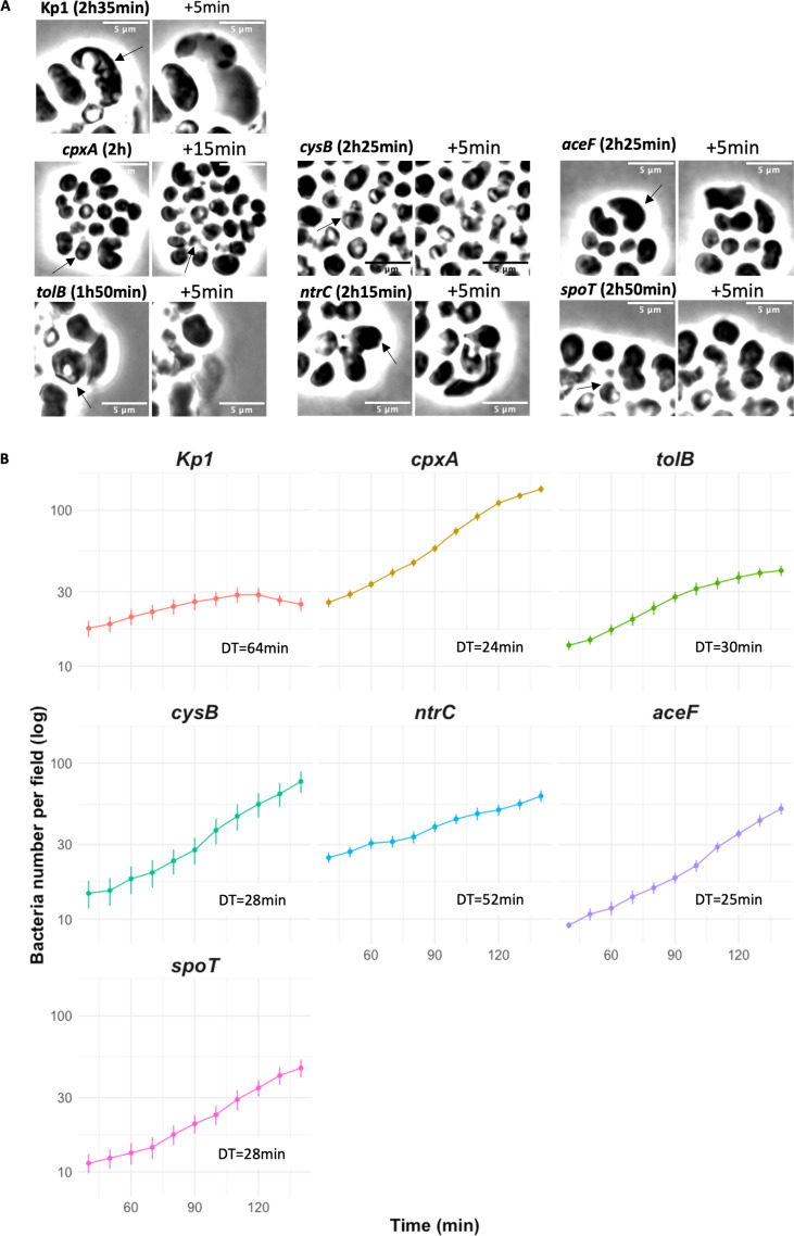 Fig 6