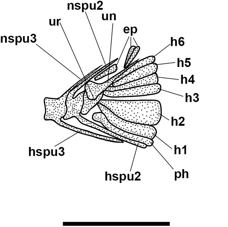 Fig 12