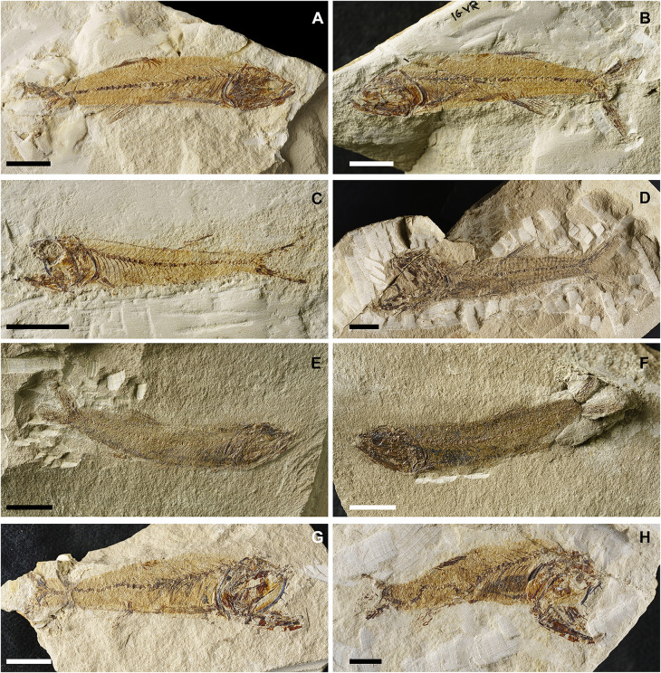 Fig 13