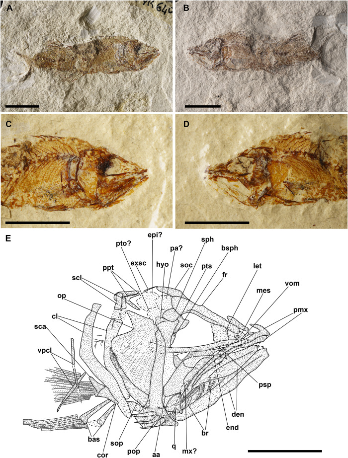 Fig 17