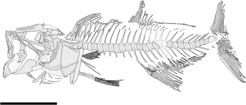 Fig 19