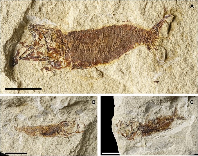 Fig 23