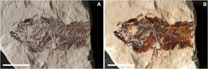 Fig 27