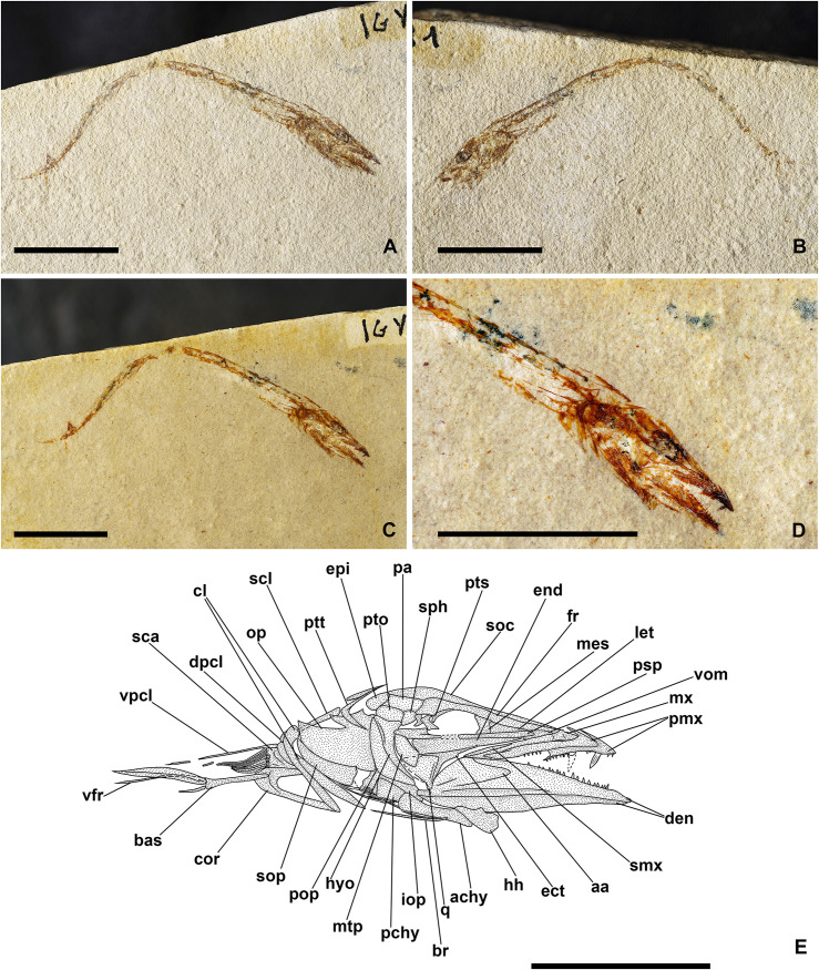 Fig 28