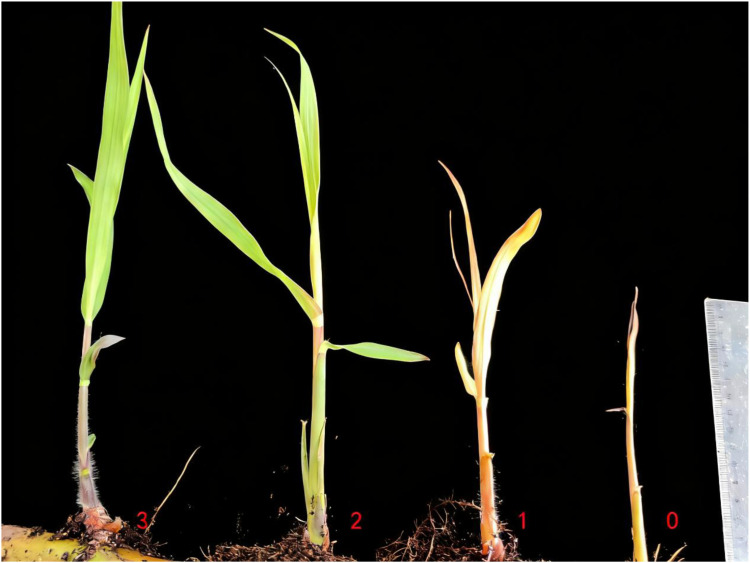 Figure 2