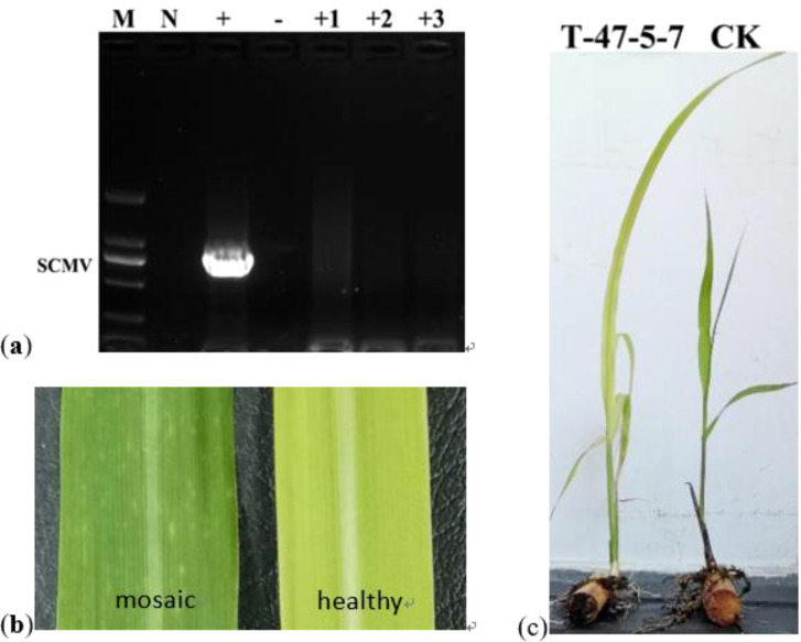 Figure 7