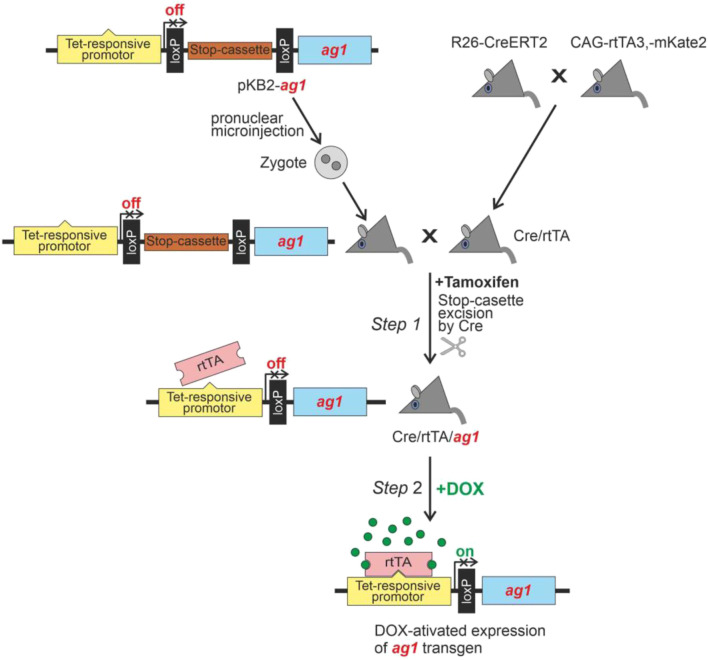 FIGURE 2
