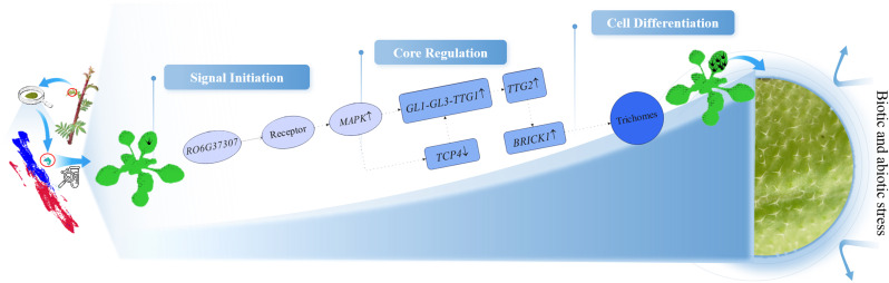 Figure 7