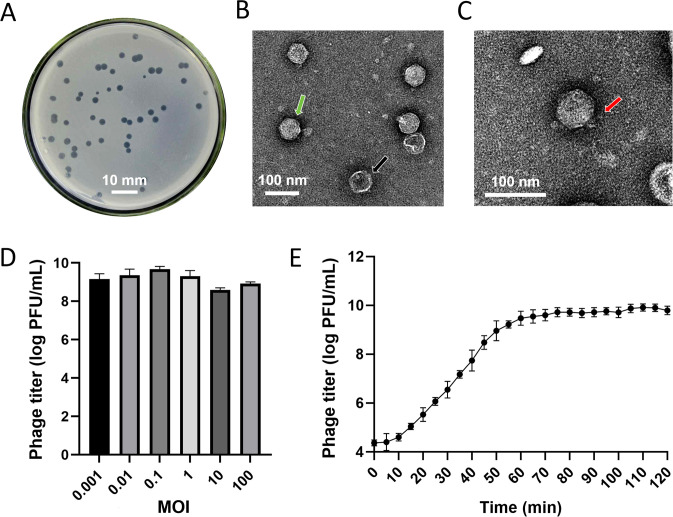 Figure 1