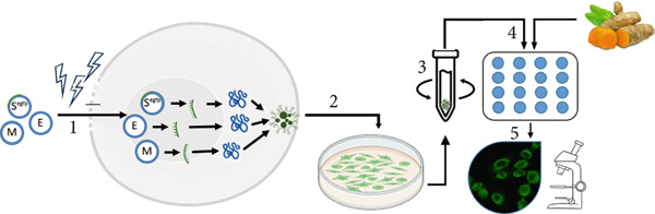 Figure 15