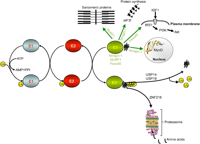 Figure 1