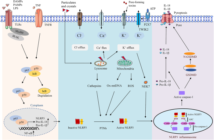 Figure 4