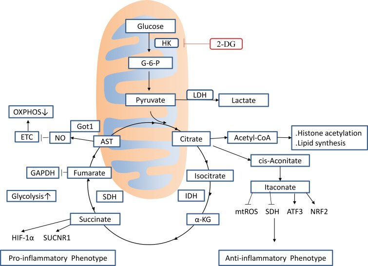 Figure 2