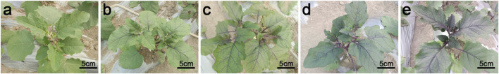 FIGURE 1