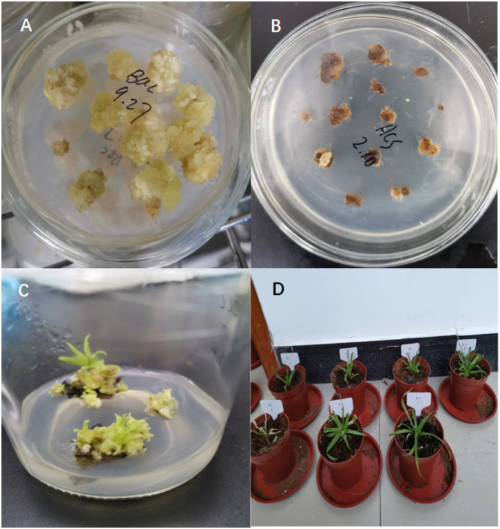 Figure 2
