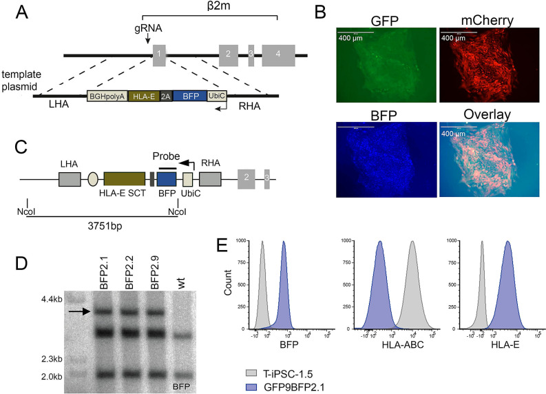 Figure 4