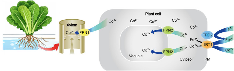 Figure 1