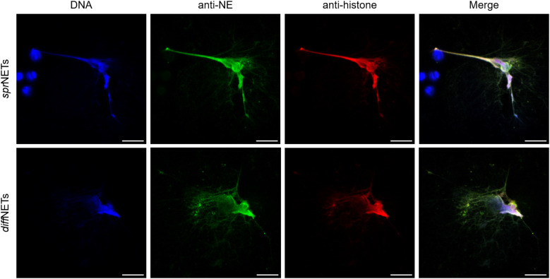 Figure 3