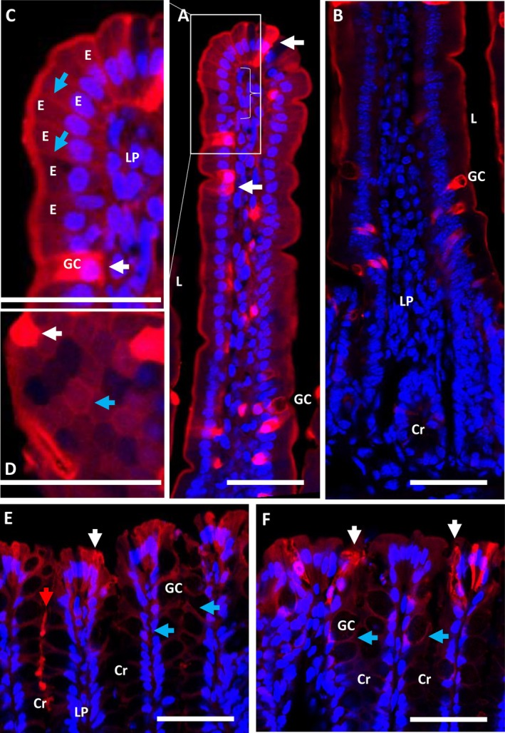 FIGURE 3