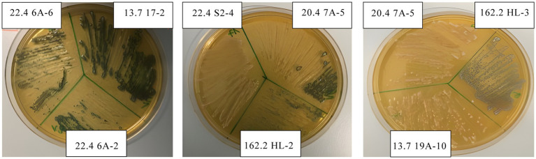 Figure 6