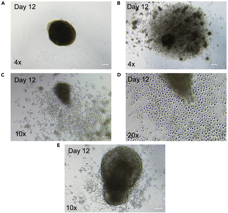Figure 7
