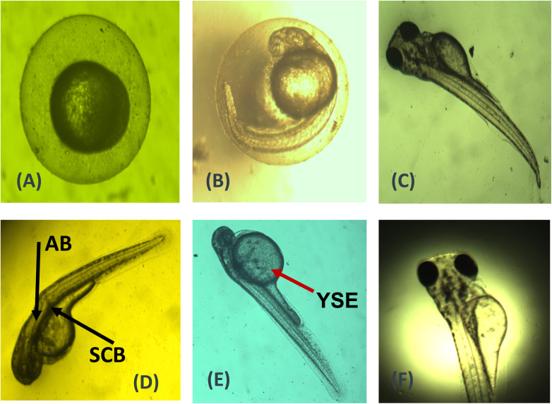 Figure 10