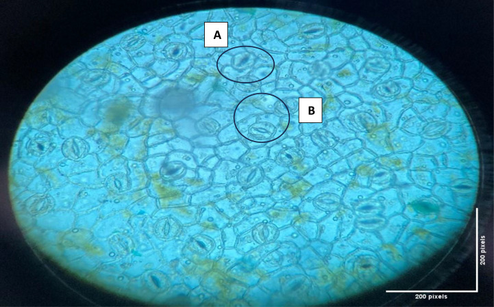 Figure 11