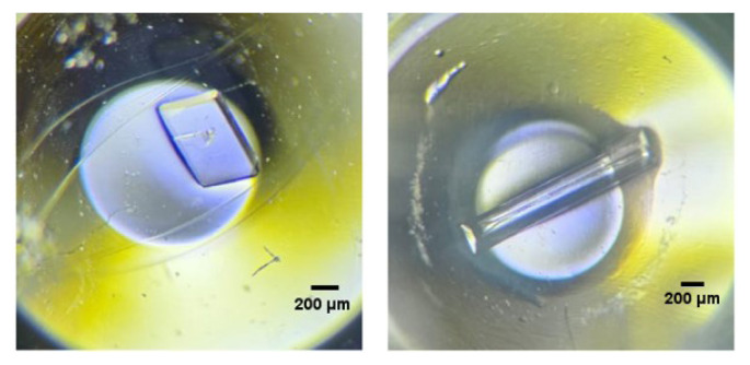 Figure 7